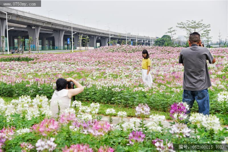 城轨站附近花海_城轨,花海,花,环境