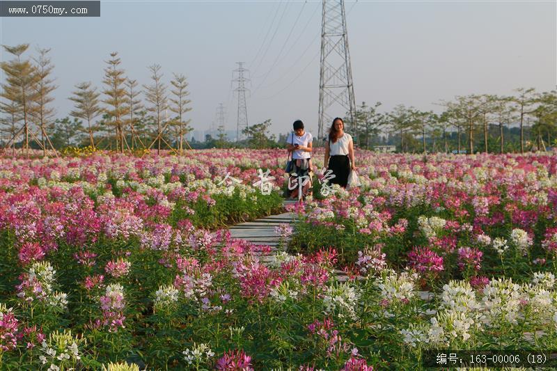 新会城轨站的花海世界_环境,花,花海,城轨,城市建设