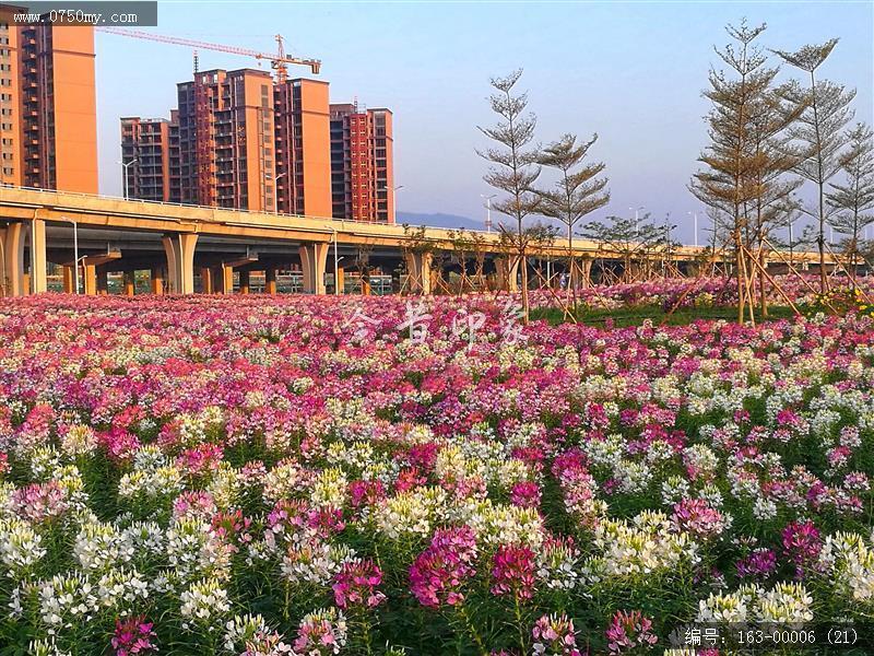 新会城轨站的花海世界_环境,花,花海,城轨,城市建设