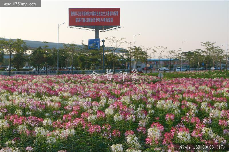 新会城轨站的花海世界_环境,花,花海,城轨,城市建设