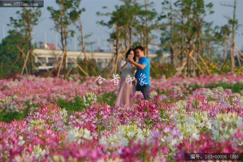 新会城轨站的花海世界_环境,花,花海,城轨,城市建设