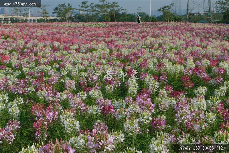 新会城轨站的花海世界_环境,花,花海,城轨,城市建设