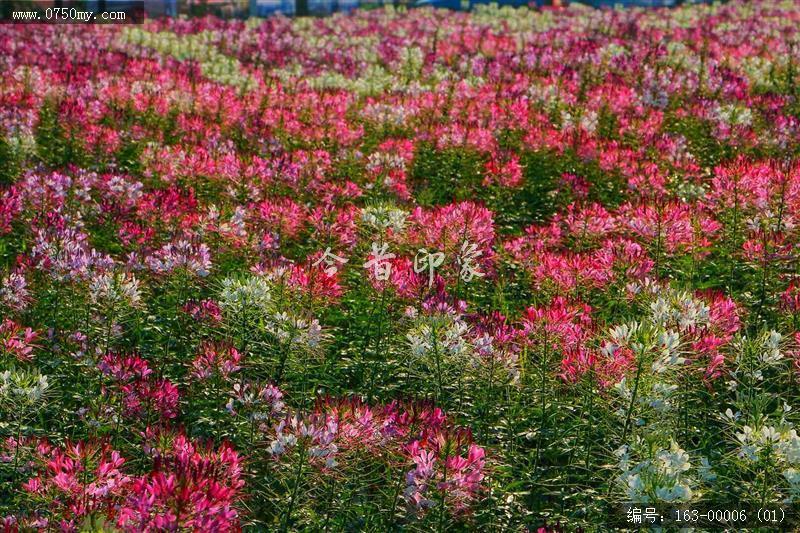 新会城轨站的花海世界_环境,花,花海,城轨,城市建设