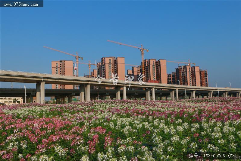 新会城轨站的花海世界_环境,花,花海,城轨,城市建设