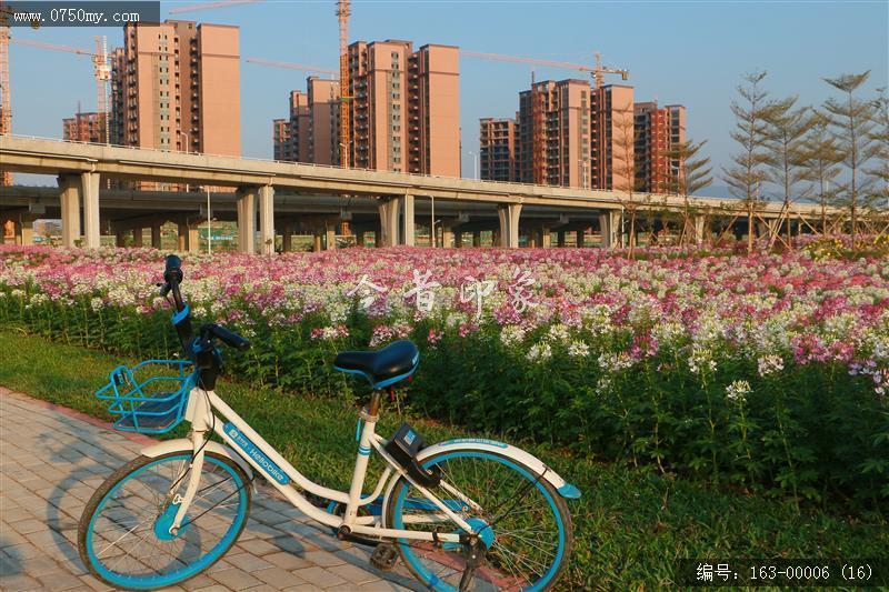 新会城轨站的花海世界_环境,花,花海,城轨,城市建设