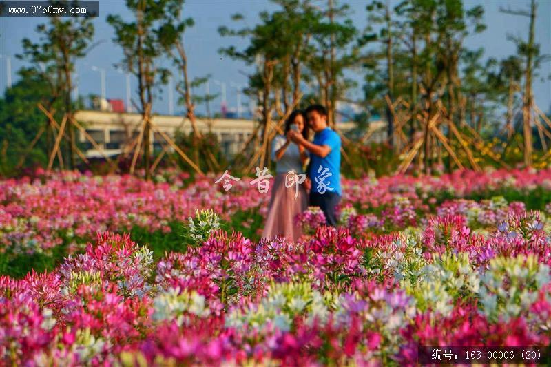 新会城轨站的花海世界_环境,花,花海,城轨,城市建设