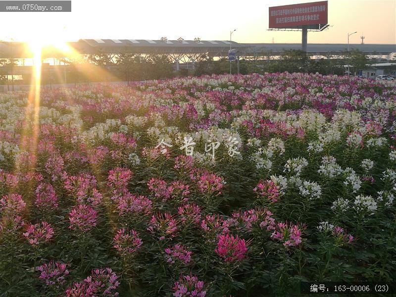 新会城轨站的花海世界_环境,花,花海,城轨,城市建设