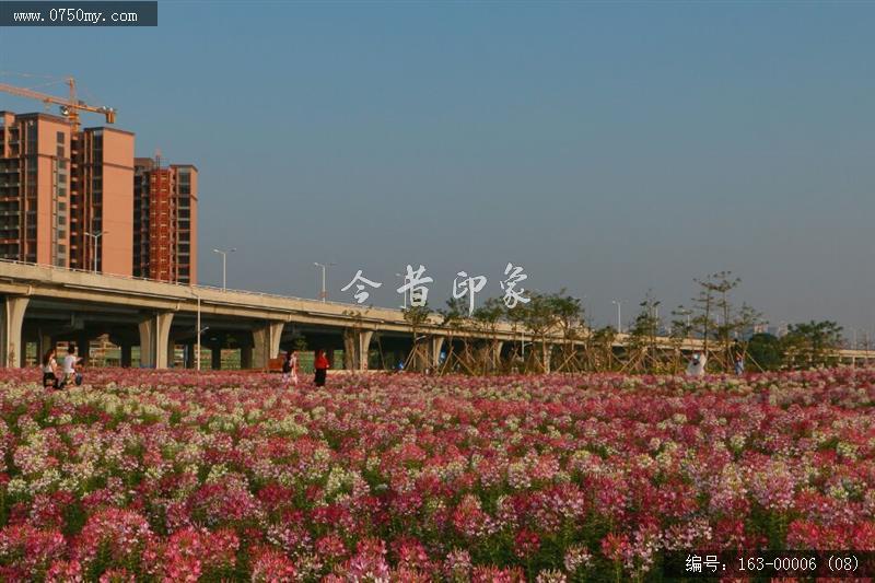 新会城轨站的花海世界_环境,花,花海,城轨,城市建设