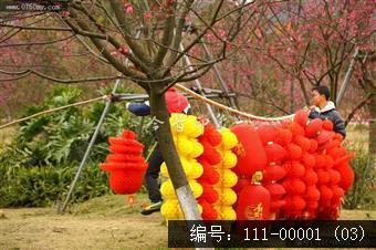 绿护迎春