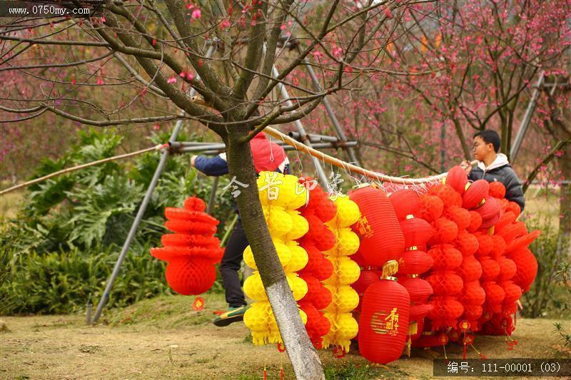 绿护迎春_春节,绿护屏,樱花,樱花树