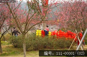绿护迎春