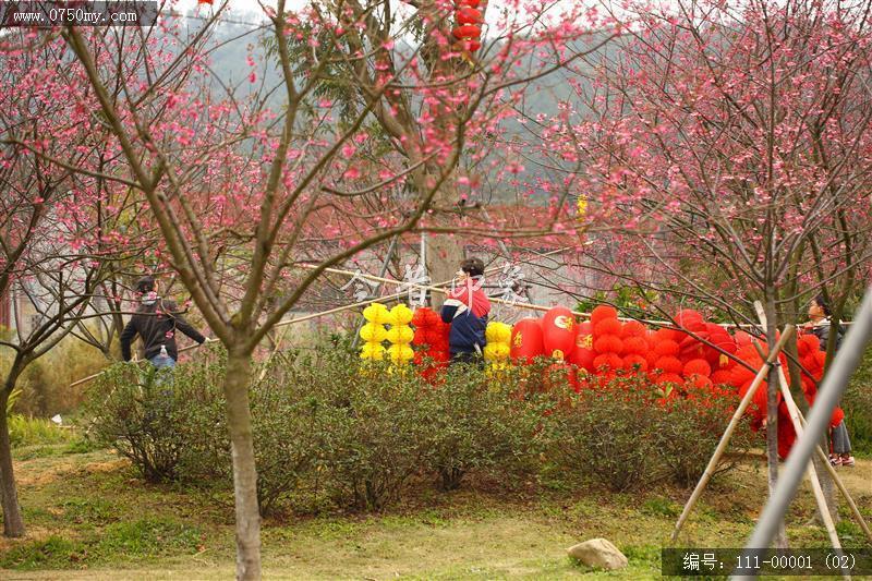 绿护迎春_春节,绿护屏,樱花,樱花树