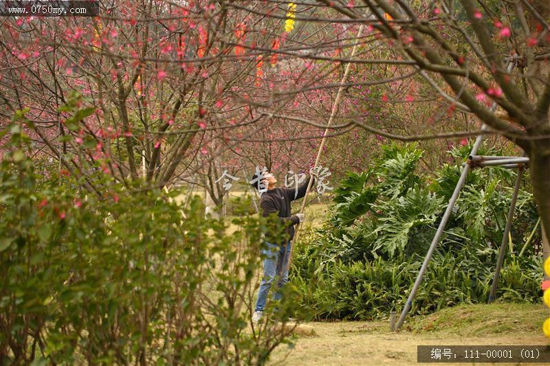 绿护迎春_春节,绿护屏,樱花,樱花树