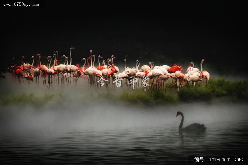 人与自然_鸟类,和谐相处,世外桃源,自然资源,自然,生态,生态环境