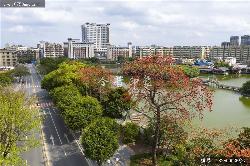 葵湖公园红棉盛放_航拍,木棉花,葵湖
