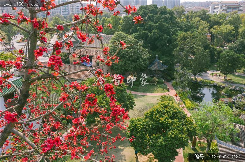 木棉花开_文明城事,航拍,木棉花,盆趣园
