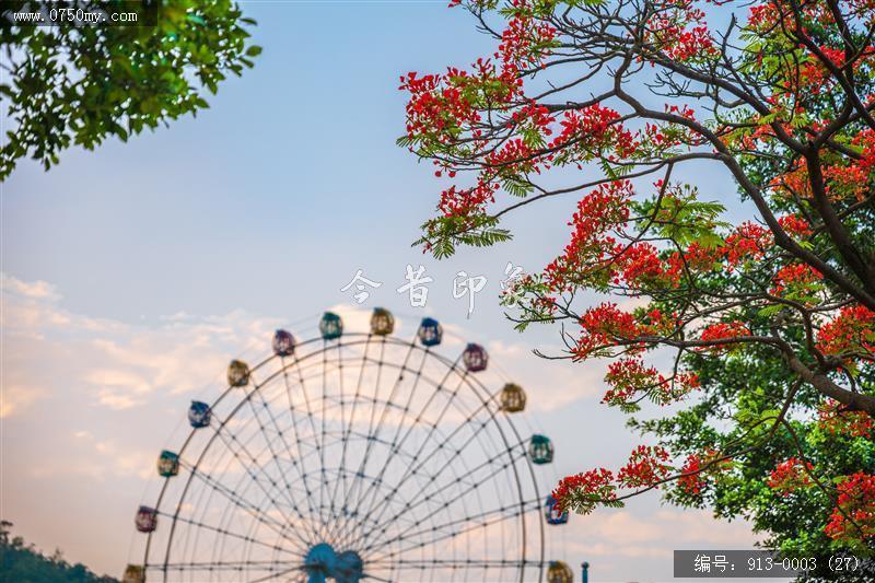 凤凰花开_凤凰花,滑草场,文明城事