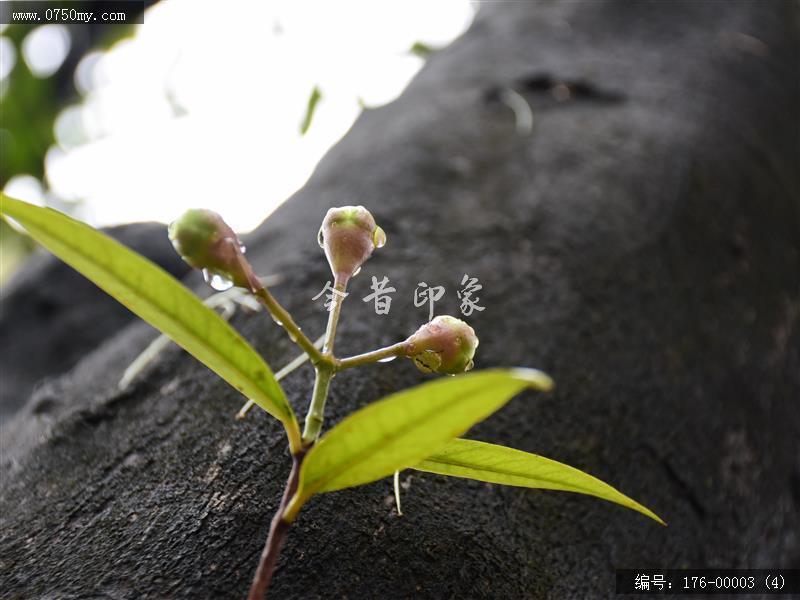 176-00003 (4)_落水,街景,扫街,人文