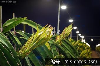 火龙果花