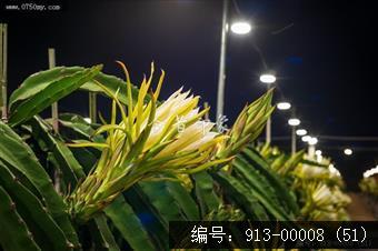 火龙果花