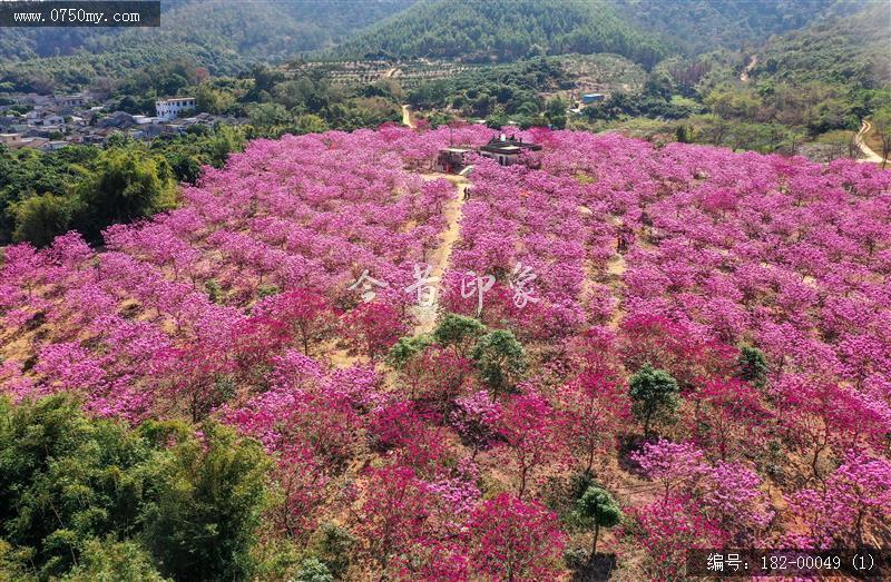 罗坑潭冈村紫花风铃_航拍,罗坑,紫花风铃