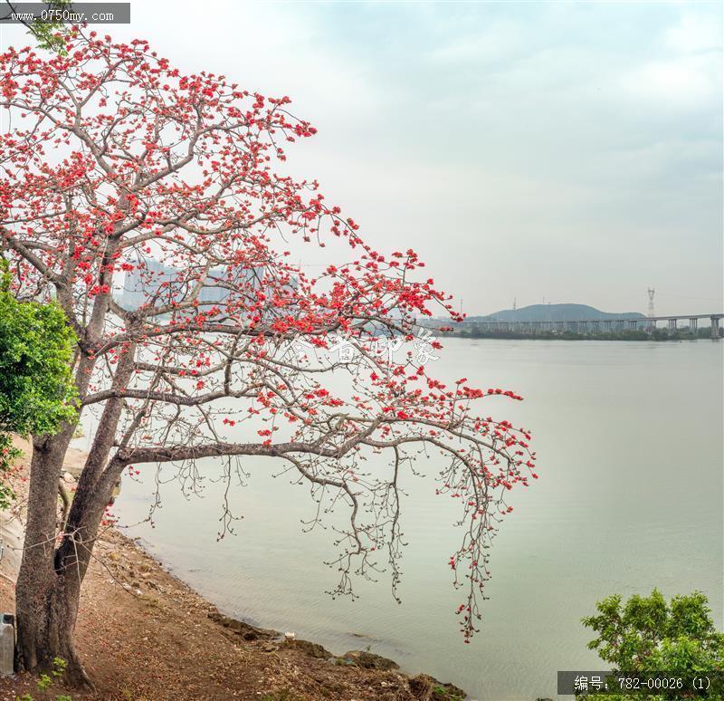 红卫木棉_大鳌,红卫岛,木棉花