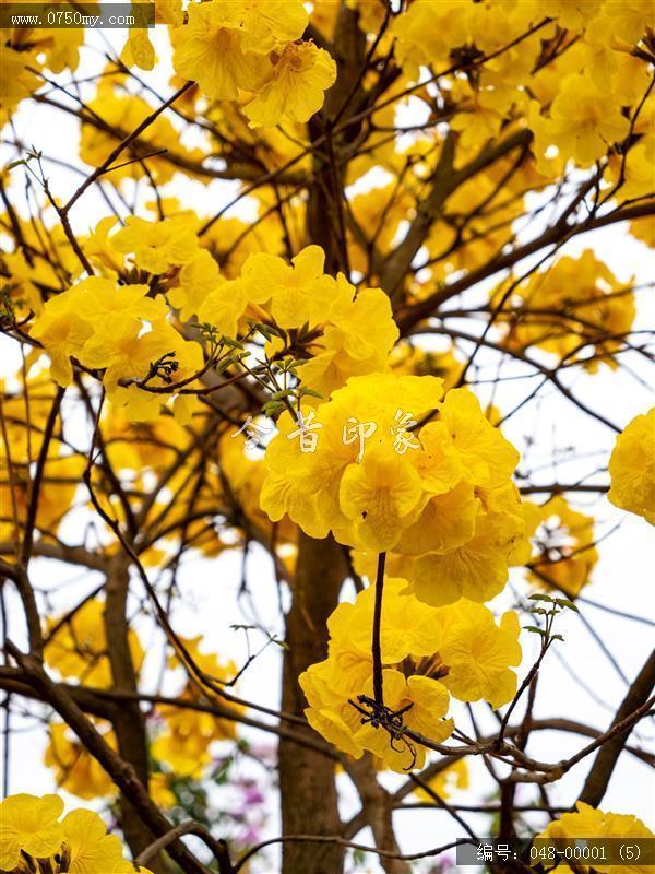 黄花风铃_自然景观