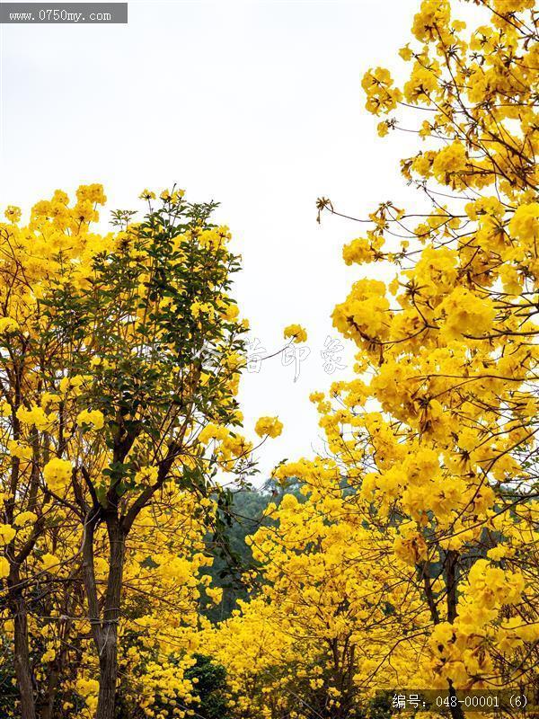 黄花风铃_自然景观