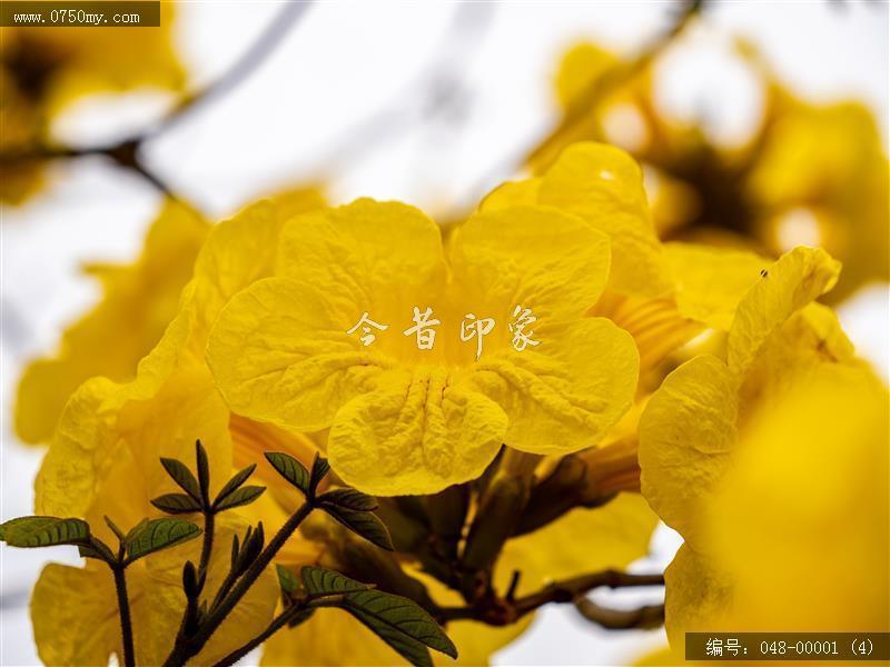 黄花风铃_自然景观