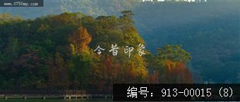 石涧水杉