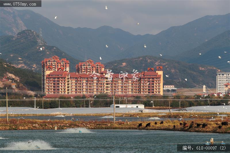 银湖湾鸟群_自然生态