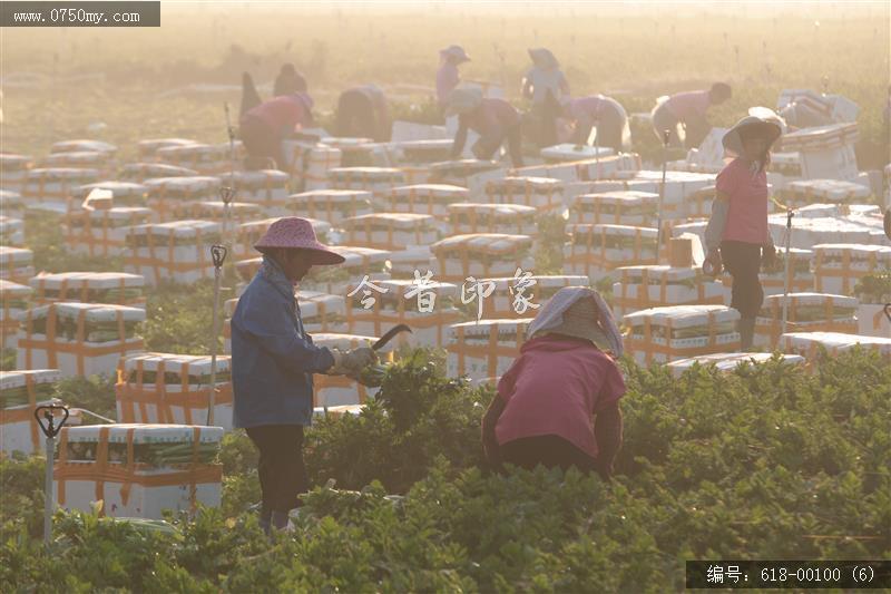 大鳌采摘芹菜_现代农业,丰收