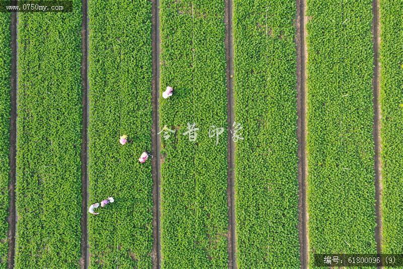 大鳌芫茜地_航拍,现代农业