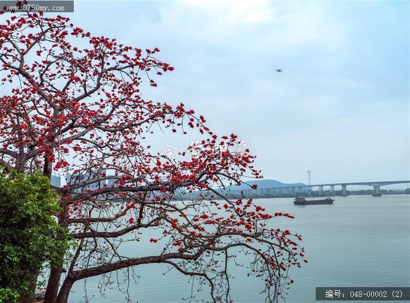 木棉花开_木棉花,乡村旅游