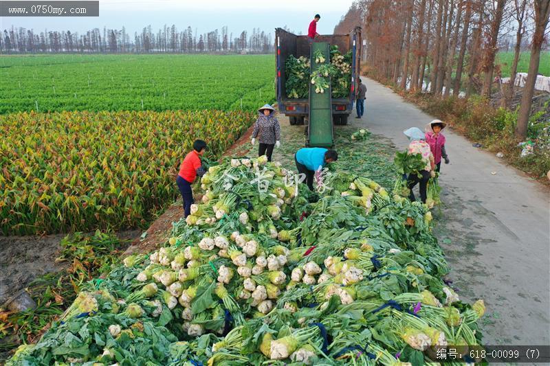 大鳌大头菜_航拍,现代农业