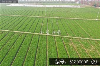 大鳌芫茜地