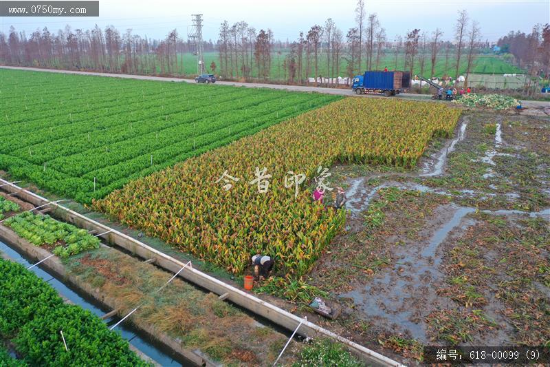 大鳌大头菜_航拍,现代农业