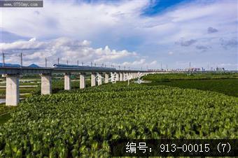 葵林