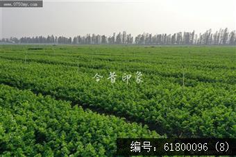 大鳌芫茜地