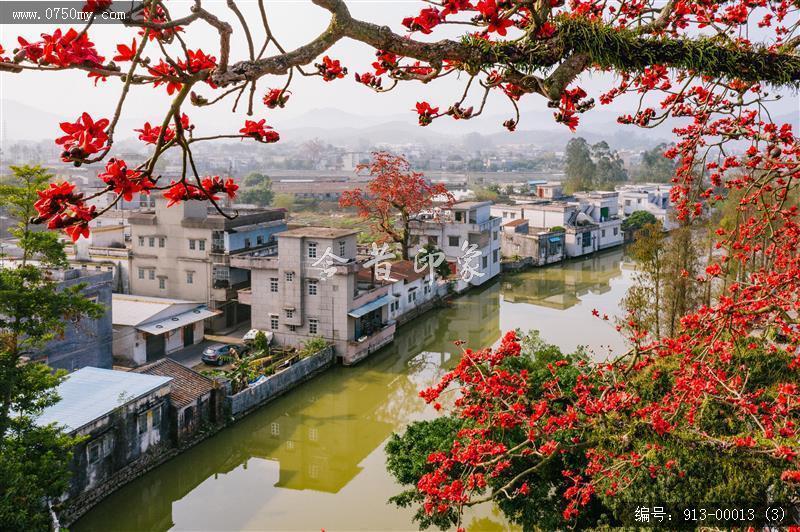 木棉花_木棉花,人居环境