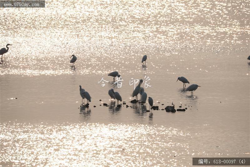 银湖湾鸟群_自然生态