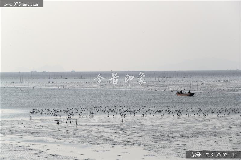 银湖湾鸟群_自然生态