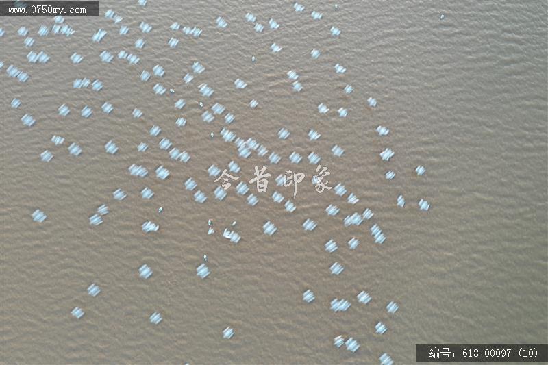银湖湾鸟群_自然生态,航拍