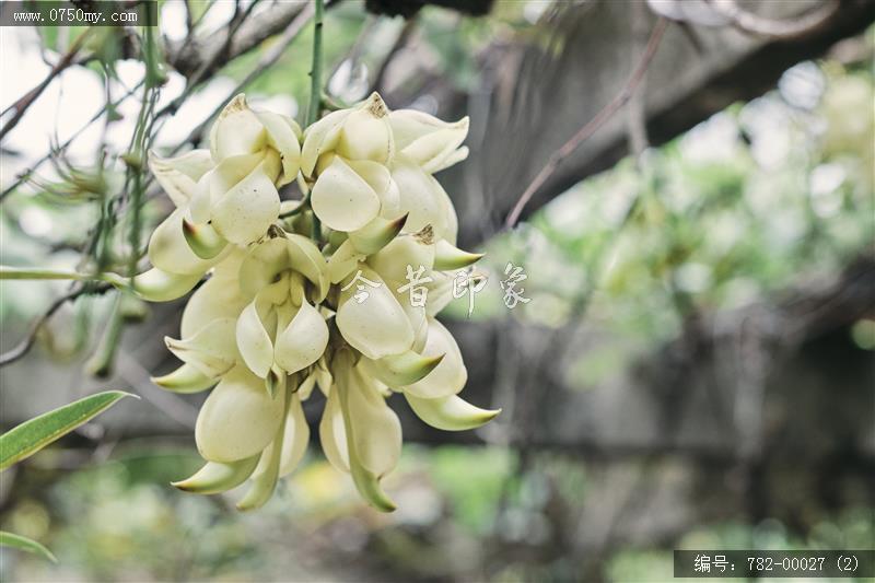 禾雀花_圭峰山,葵博园,禾雀花