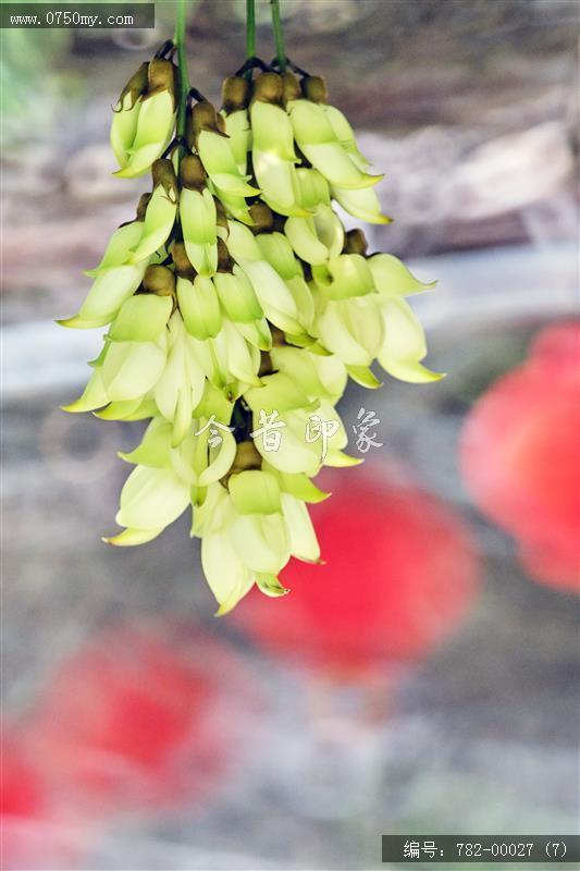 禾雀花_圭峰山,葵博园,禾雀花