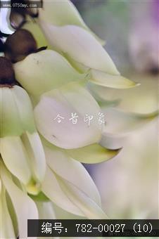 禾雀花