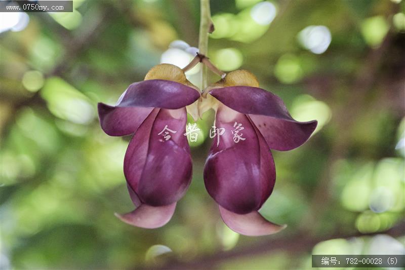 圭峰禾雀花_圭峰山,葵博园,禾雀花