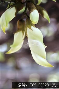 圭峰禾雀花