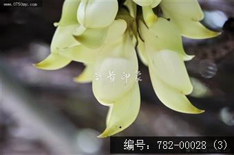 圭峰禾雀花