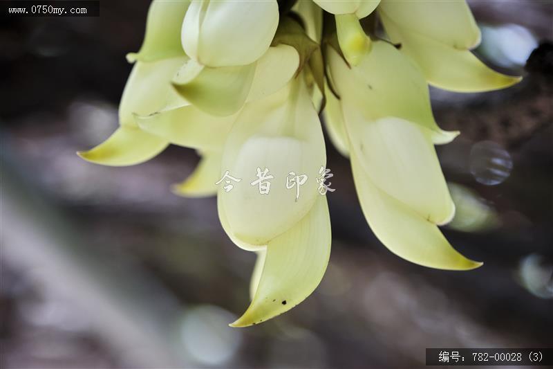 圭峰禾雀花_圭峰山,葵博园,禾雀花